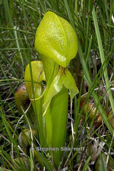 darlingtonia californica 4 graphic